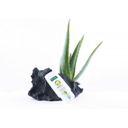 Hierro Aloe Hand Cream, 50ml